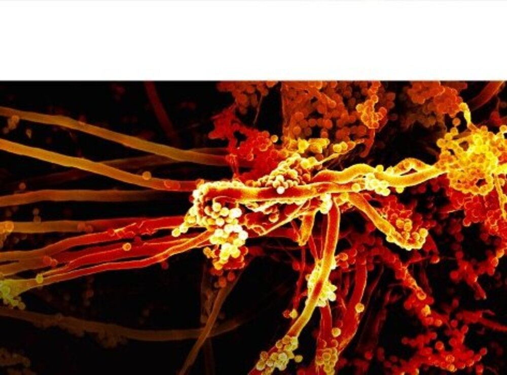 Microbiology
